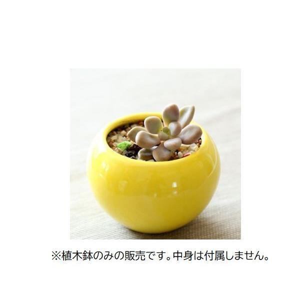 植木鉢 フラワーポット 多肉植物 陶器 プランター 盆栽 観葉植物