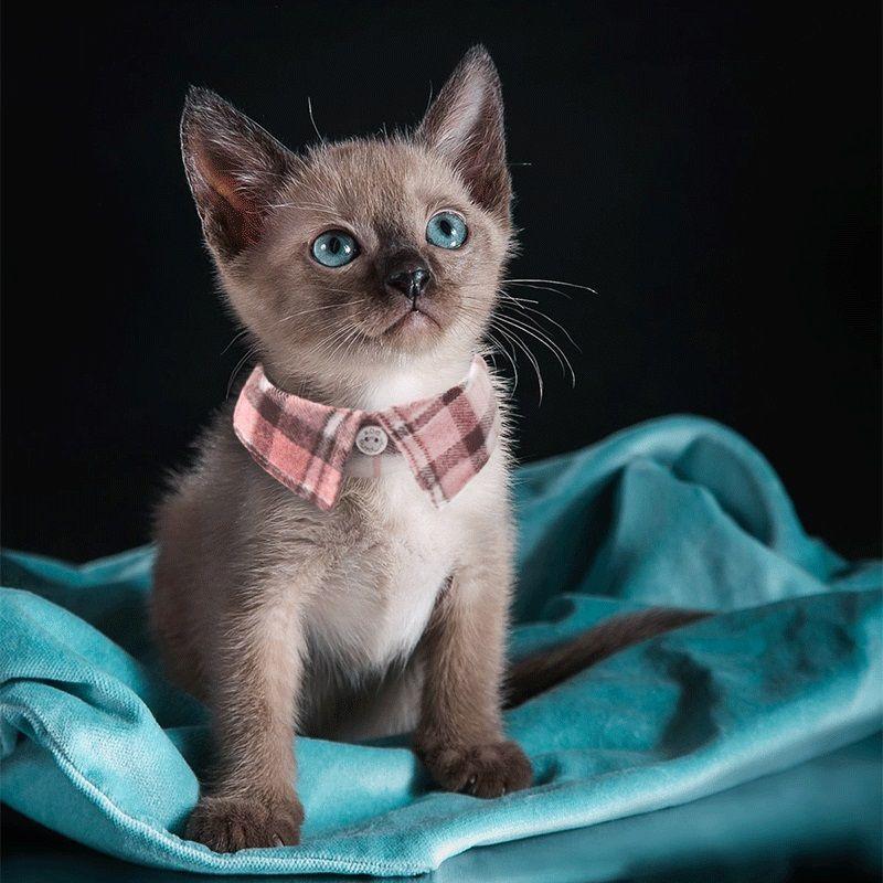首輪 猫用 猫 ネコ キャット 男の子 女の子 セーフティバックル 襟 鈴 