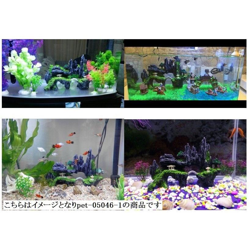 激レア！タカラガイ10個　博物館　コレクション　インテリア　置物　水槽　熱帯魚 激レア！タカラガイ10個 博物館 コレクション インテリア 置物