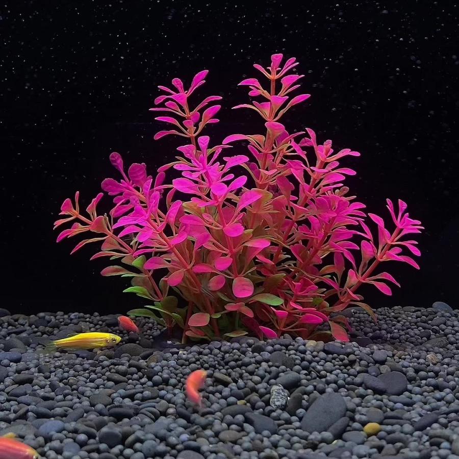 人工水草 人口プランツ アクアティックプランツ 生き物 熱帯魚 メダカ