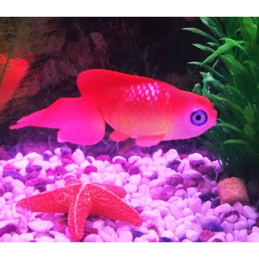 人工ベタ魚 人工金魚 でめきん デメキン カクレクマノミ シリコン製