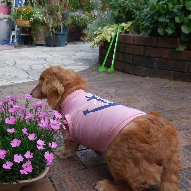 犬服 ドッグウェア ペットウェア Ｔシャツ 薄手 ノースリーブ プリントＴシャツ 碇 マリン 犬用 ペット用 犬 いぬ ドッグ 可愛い かわいい おし｜plusnao｜09