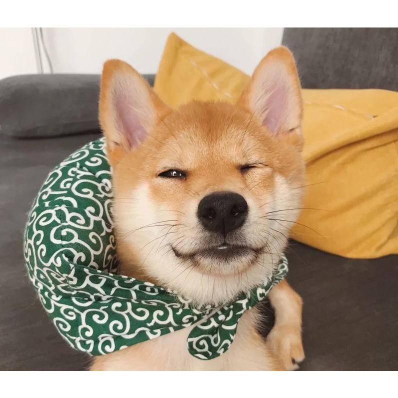 plusnao（プラスナオ） ペット用バンダナ スカーフ 首飾り 唐草模様