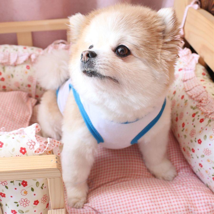 ペット用 犬用 洋服 ドッグウエア タンクトップ プルオーバー ノースリーブ イラスト ユニーク 水着 マッスル 筋肉 面白い 面白イラスト バイピン Pet プラスナオyahoo 店 通販 Yahoo ショッピング