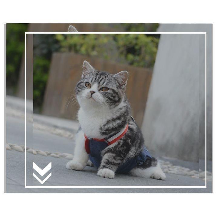 輝く高品質な 犬用サニタリーパンツ マナーパンツ 小型犬 猫 生理パンツ おむつカバー 犬の服 ドッグウェア サスペンダー マナー対策 通気性 メッシュ トイレ用品680円 Whitesforracialequity Org