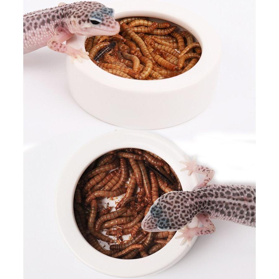 エサ入れ 餌入れ 水入れ M L 爬虫類 両生類 陶器 逃げ防止 返し エサ皿
