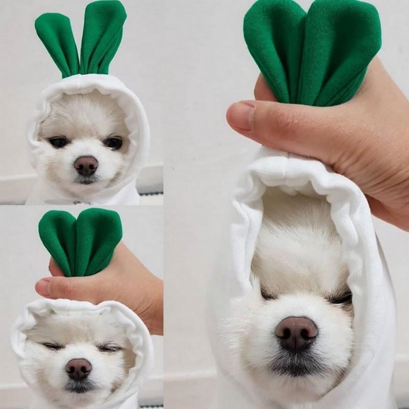 plusnao（プラスナオ） ペット用コスチューム コスプレ 犬用 わん