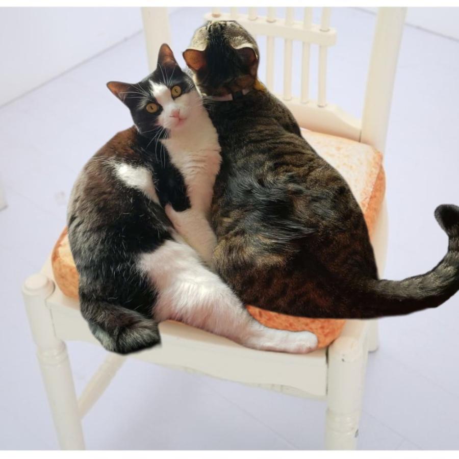 春早割 ベッド ペット用 食パンモチーフ クッション マット 40cm スクエア 猫 犬 ペット ペット用品 ペットグッズ 食パン型 ユニーク 面白い 猫用品 Riosmauricio Com