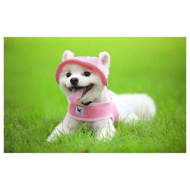 ふるさと納税 ペット用 犬用 帽子 ハット ドッグハット リボン 熱中症対策 夏バテ 日射病 防止 予防 日除け 日よけ メッシュ 花柄 無地 ガーリー ストライプ930円 Whitesforracialequity Org