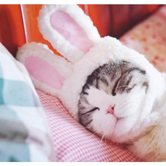 plusnao（プラスナオ） ペット用帽子 コスプレ 猫用 犬用 小型犬