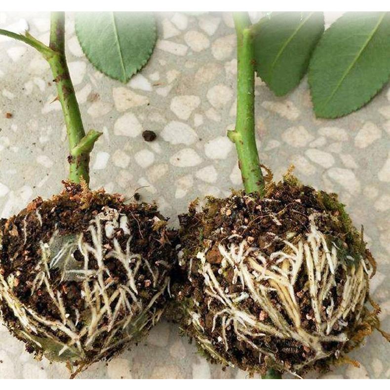 取り木ボール 取り木ボックス 発根ボックス 発根装置 5個セット 小 高圧 植物 繁殖 株分け 簡単取付け ガーデニング用品 園芸用品 家庭 ...
