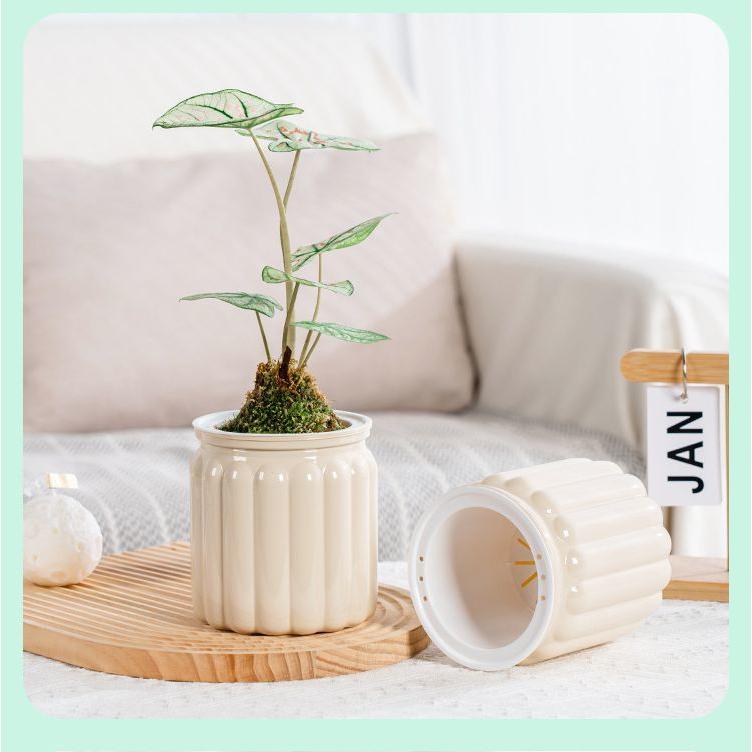 アンティークな家 室内ガーデニング 貯水タンク（S） 室内植物 水やり方法 ジャングルな部屋(1R)なので、大量に水やりしてみた！（観葉植物