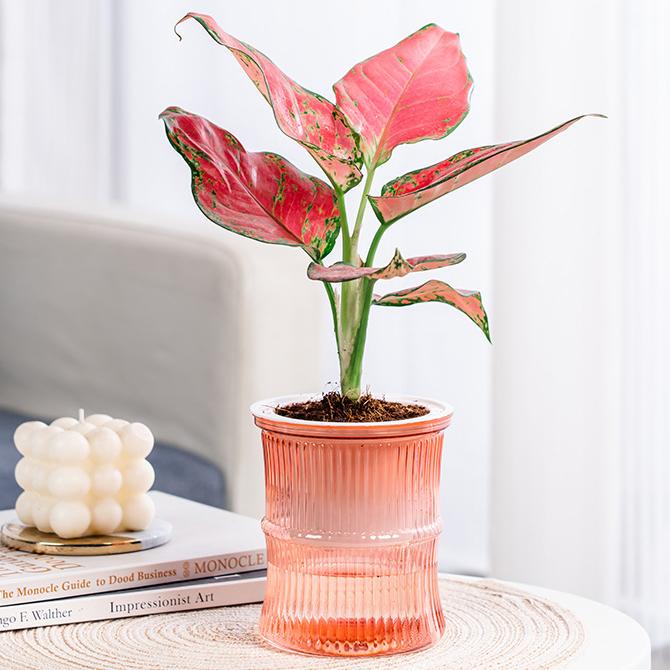 植木鉢 フラワーポット 水耕栽培 自動給水 貯水槽付き 水やり簡単 丸型