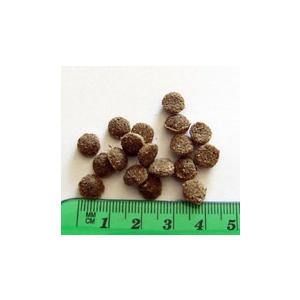 [Argyle Dishes] アーガイルディッシュワトル・キャット　2kg |  | 01