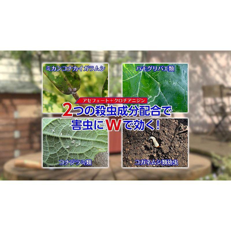 最大79 Offクーポン 住友化学園芸 殺虫剤 オルトランdx粒剤 1kg Discoversvg Com