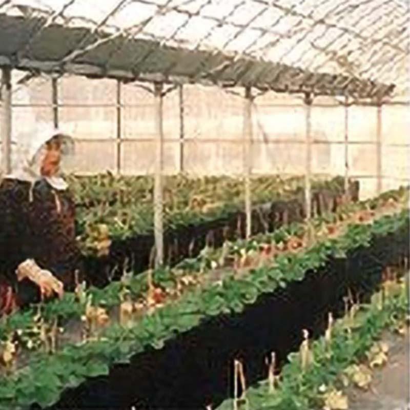 受注生産品 栽培棚 小 軽量 パイプテーブル (天面: 金網 メッシュ