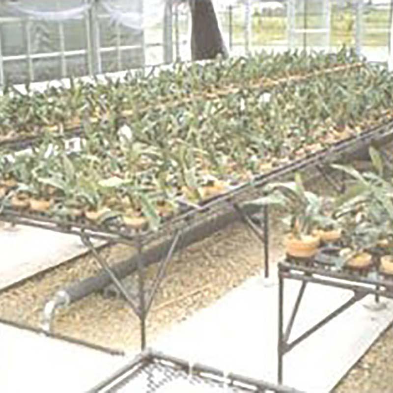 受注生産品 栽培棚 小 軽量 パイプテーブル (天面: 金網 メッシュ ) 矢崎化工 いちご 高設栽培 架台 花卉の 花台 ベンチ 作業台 カ施 個人宅配送不可 代引不可 |  | 04