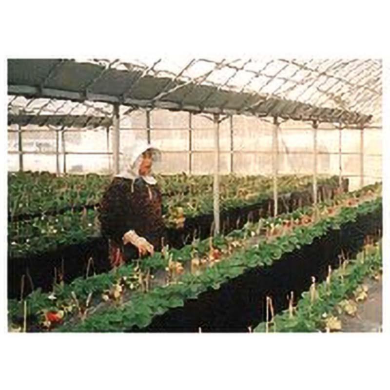 受注生産品 栽培棚 大 軽量 パイプテーブル (天面: 金網 メッシュ ) 矢崎化工 いちご 高設栽培 架台 花卉の 花台 ベンチ 作業台 カ施 個人宅配送不可 代引不可 |  | 03