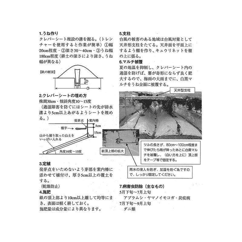 新型クレバーシート (自然薯用) 政田自然農園 タSZ |  | 03