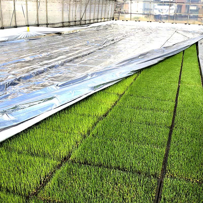 特注 2×30m 内張 TS 太陽 光反射 シート ピアレスフィルム 水稲 育苗 べた掛け カ施 代引不可 |  | 01