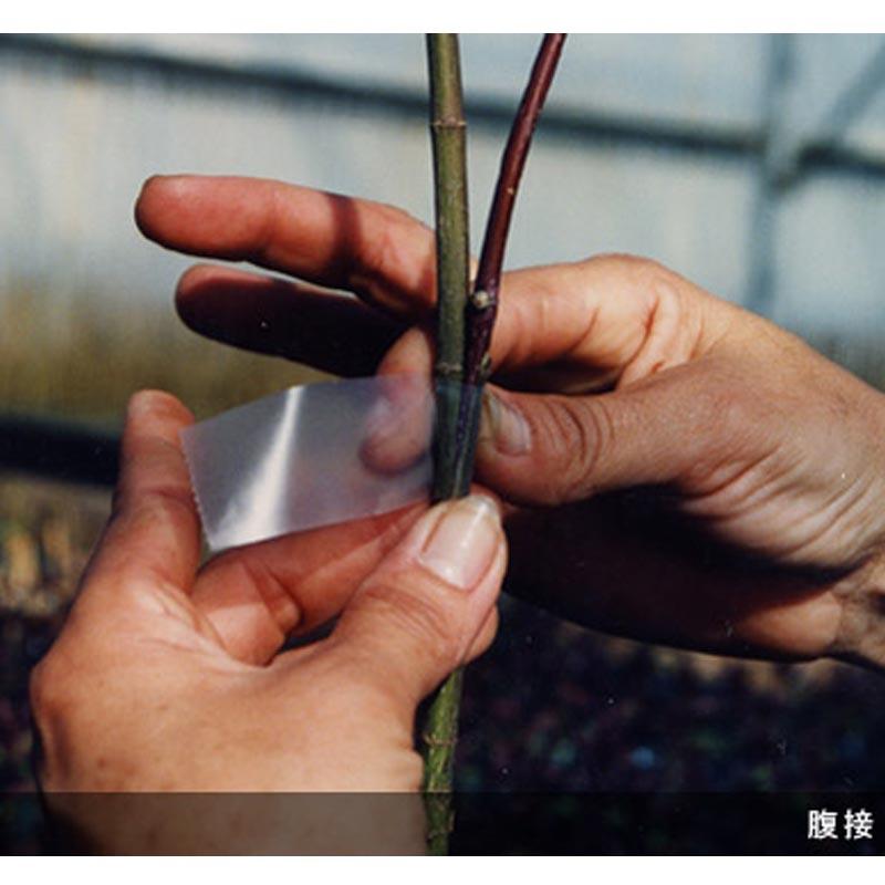 30巻×30m×25mm、ミシン目70mm ニューメデール 接木用テープ アグリス 接ぎ木 NEWメデール サT 代引不可 |  | 01