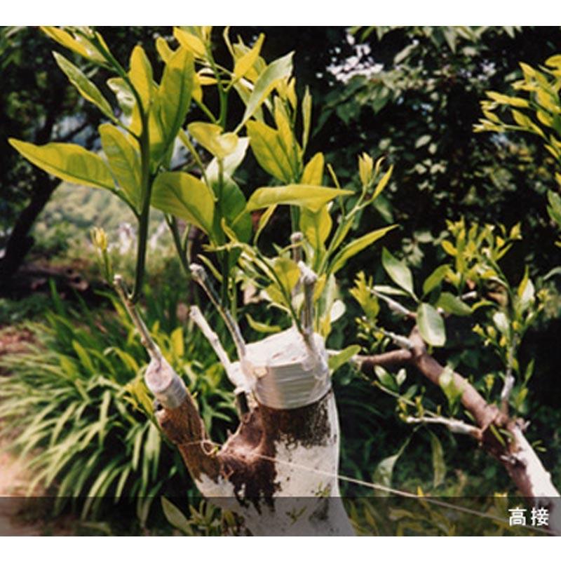 30巻×30m×30mm、ミシン目70mm ニューメデール 接木用テープ アグリス 接ぎ木 NEWメデール サT 代引不可 |  | 03