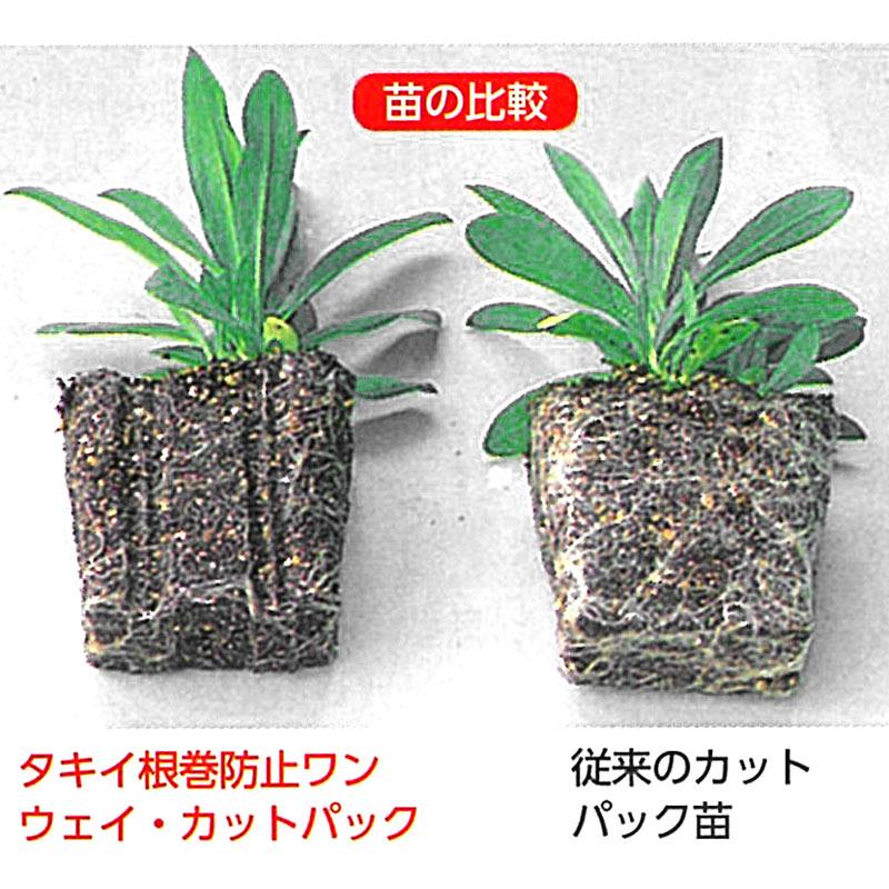 100枚 根巻防止ワンウェイ カットパック 40穴 (4穴×10連結) 53.5×27cm 黒 タキイ 種苗タS D |  | 01