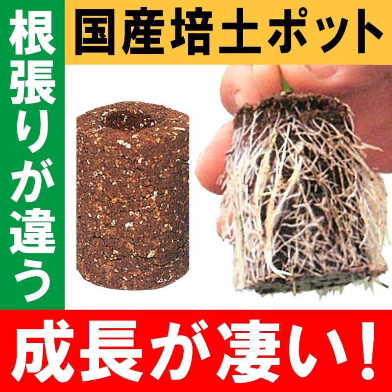 培土のみ50個 国産 圧縮培土 育苗の達人 根巻しない そのまま植えられる成形土ポット アイエスマック 代引不可 |  | 01