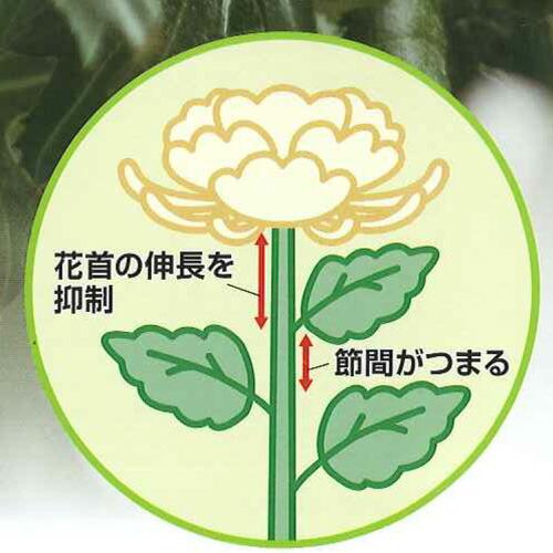 5個 植物成長調整剤 ビーナイン顆粒水溶剤 100g 日曹 農薬 イN 代引不可 |  | 01