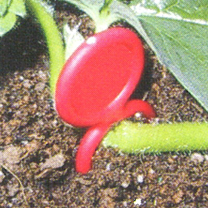 赤 ミニプラ君 2000本 深さ5cm イチゴ いちご ランナー押さえピン 槍木産業 うつぎ産業 カ施 代引不可 |  | 02