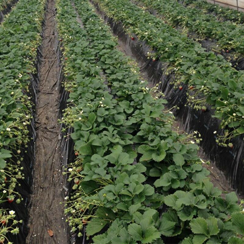 有機ゴールド 15kg 2袋 有用菌 フミン酸 完熟ボカシ ミネラル 元肥 土壌改善 土壌改良剤 肥料 篩通し 鹿沼化成工業 鹿N 代引不可 |  | 02