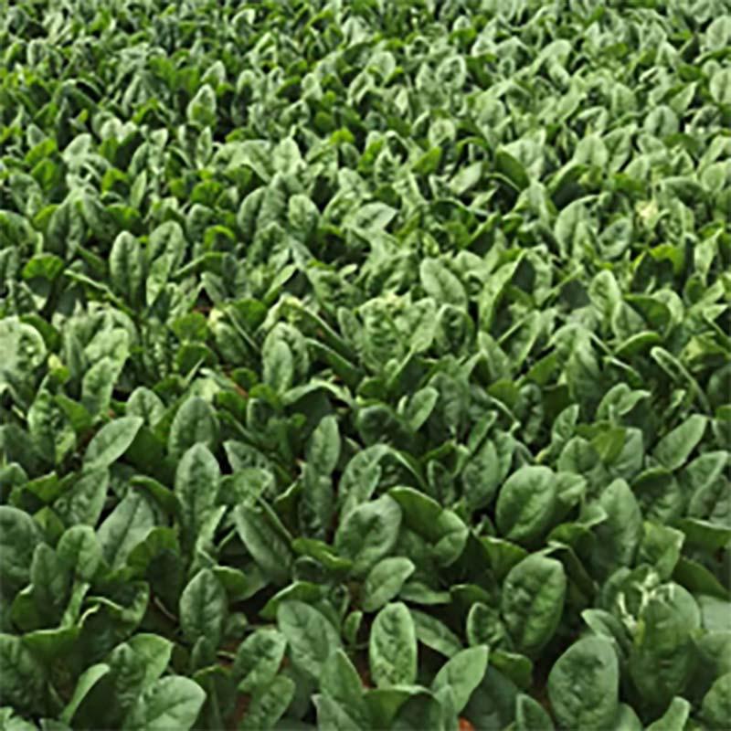 有機ゴールド 15kg 2袋 有用菌 フミン酸 完熟ボカシ ミネラル 元肥 土壌改善 土壌改良剤 肥料 篩通し 鹿沼化成工業 鹿N 代引不可 |  | 03