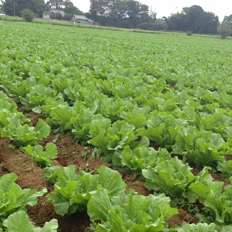 有機ゴールド 15kg 2袋 有用菌 フミン酸 完熟ボカシ ミネラル 元肥 土壌改善 土壌改良剤 肥料 篩通し 鹿沼化成工業 鹿N 代引不可 |  | 04