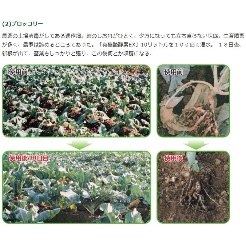 土壌改良 グリーンフード 有機酸酵素EX 1L×15 土壌PH降下 強化 分解消化 有機酸 酵素 核酸物質 アミノ酸 油脂分 糖分 灰分 東京グリーン 代引不可 |  | 03