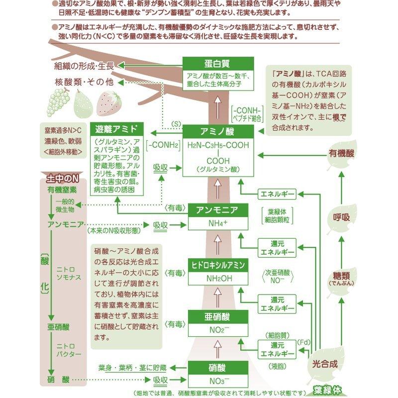 液体肥料 グリーンフード アミノ酸液肥333 10L×2 タンパク質 ペプチド アミノ酸 魚体 有機原料 生育 維持 根圏 肥沃化 東京グリーン 代引不可 |  | 03