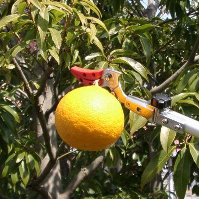 5丁 高枝切りバサミ アルス ズームチョキチルトR採収タイプロング3.0 160ZTR-3.0-5D 福KD |  | 01