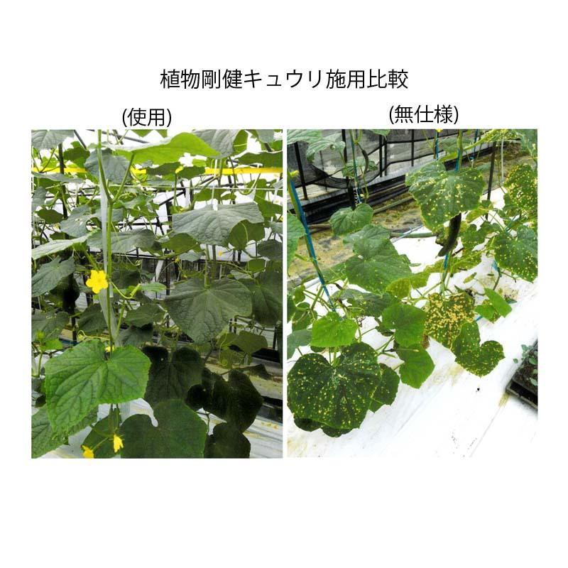 植物活力剤 植物剛健 5L キチン キトサンオリゴ糖 希釈タイプ 福井シード 産直 代引不可_2