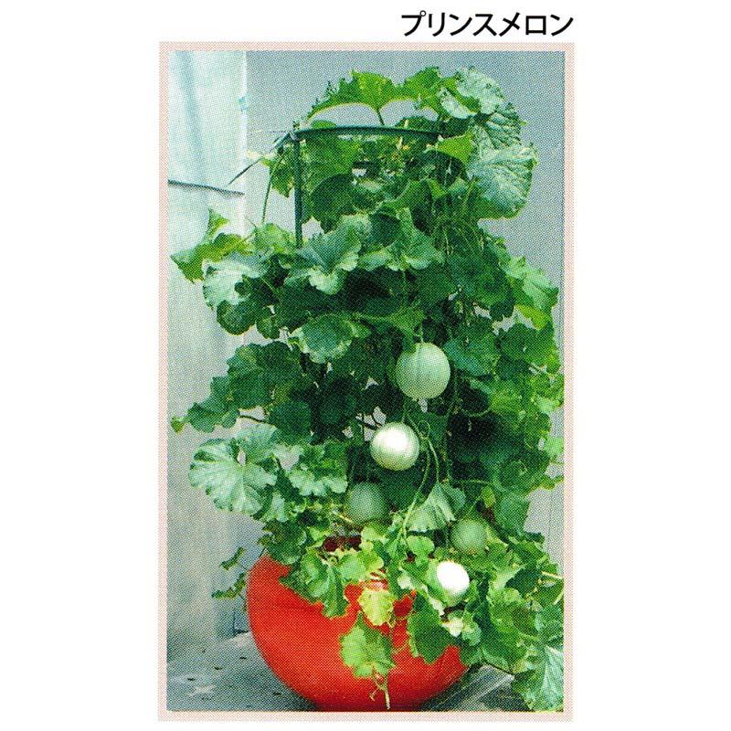 水耕栽培キット ホームハイポニカ 601 果菜ちゃん 家庭菜園 野菜 栽培 室内園芸 カ園 北海道不可 個人宅配送不可 代引不可 |  | 02