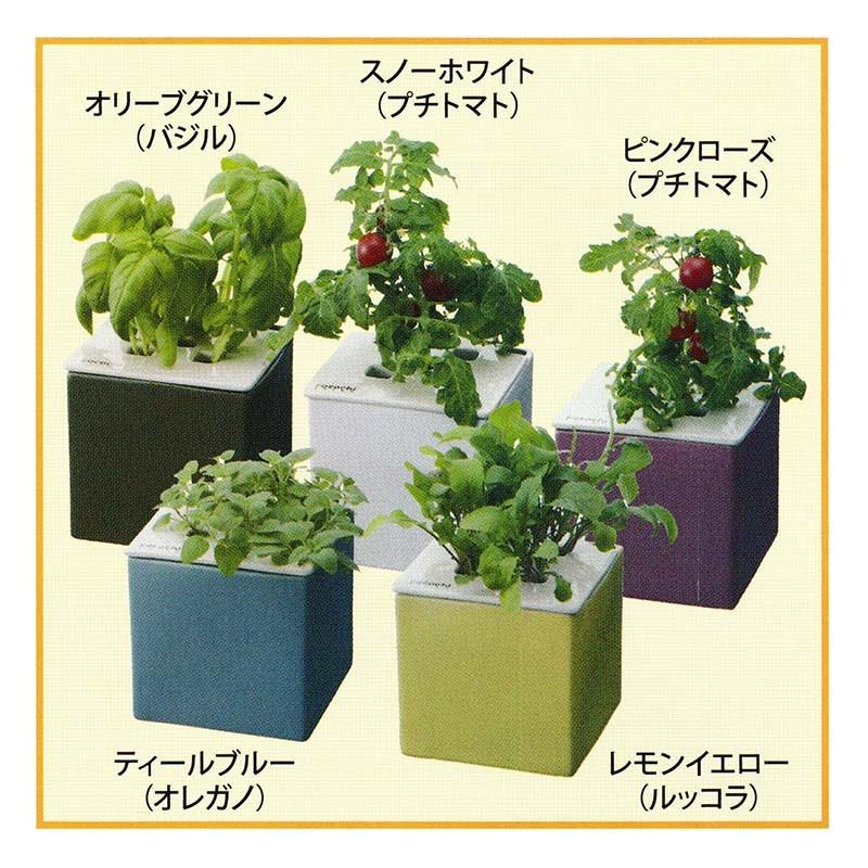 6個 個人宅 北海道不可 水耕栽培キット Cocochi 心知菜園 ティールブルー 卓上菜園 野菜 ハーブ ホームハイポニカ ココチサイエン カ園 代引不可 農業用品販売のプラスワイズ 通販 Yahoo ショッピング