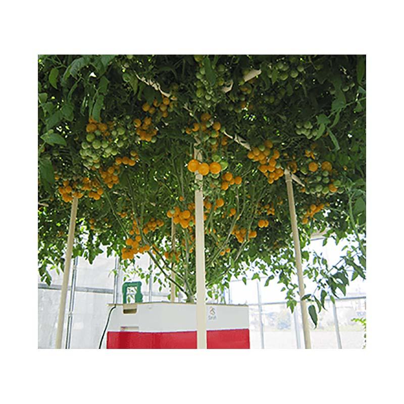 水耕栽培キット ホームハイポニカ Sarah+ (サラプラス) グリーン 家庭菜園 果菜 葉もの野菜 花 トマト レタス カ園 北海道不可 個人宅配送不可 代引不可 |  | 02