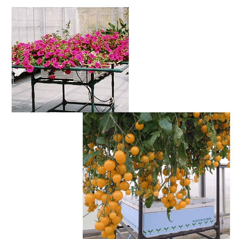 水耕栽培キット ホームハイポニカ 303 家庭菜園 大量育成対応 果菜 葉菜 花 トマト キュウリ カ園 北海道不可 個人宅配送不可 代引不可 |  | 03