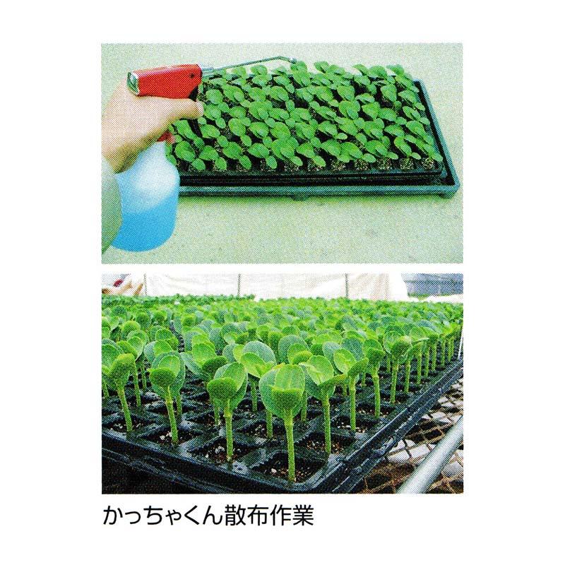 キュウリ接木用活着促進剤 かっちゃくん 500cc ウリ科 活着促進 奇形葉減少効果 液体肥料 葉面散布剤 タキイ種苗 米S 代引不可 |  | 01