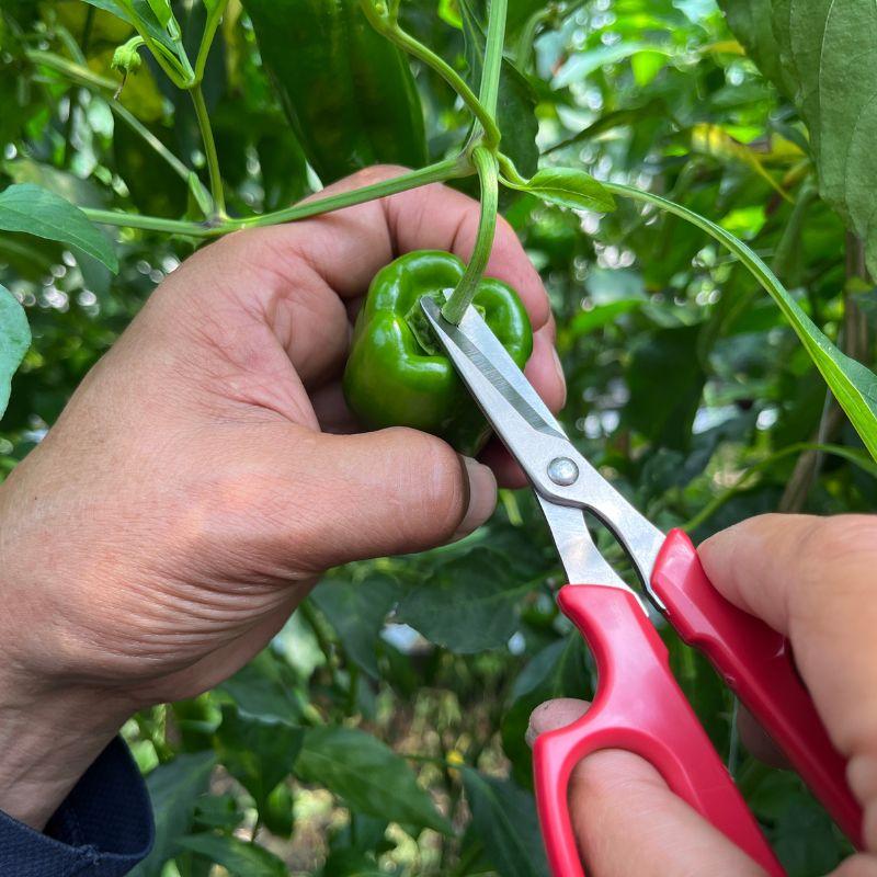 野菜収穫鋏 先丸 ステンレス 156mm YS-38 収穫 はさみ 鋏 日本製 野菜 摘果鋏 採果鋏 採収鋏 アルス 福KD |  | 03