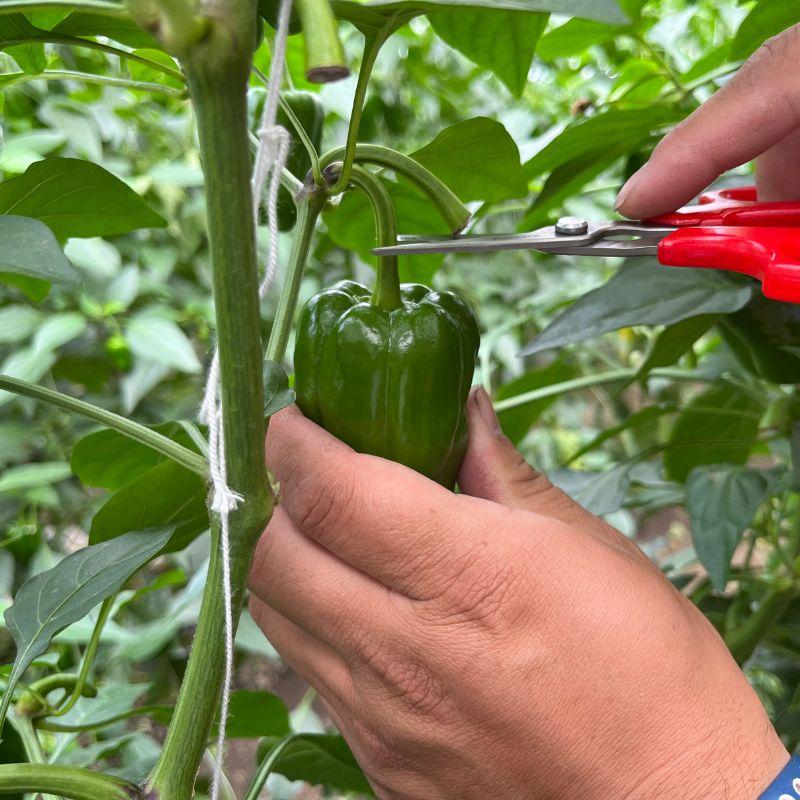 野菜収穫鋏 先丸 ステンレス 156mm YS-38 収穫 はさみ 鋏 日本製 野菜 摘果鋏 採果鋏 採収鋏 アルス 福KD |  | 04