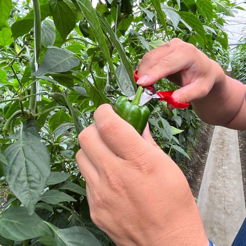 野菜収穫鋏 先丸 ステンレス 156mm YS-38 収穫 はさみ 鋏 日本製 野菜 摘果鋏 採果鋏 採収鋏 アルス 福KD |  | 05