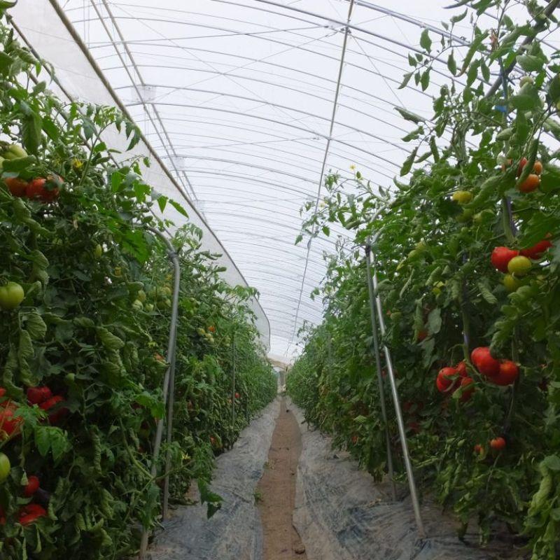 カゲナシ5 厚み0.1mm 幅900cm 長さ30m 農PO 外張り サイド用 散乱光 防霧 防滴 遮光 防滴 保温 タキロンシーアイ サT 北海道不可 個人宅配送不可 代引不可 | タキロンシーアイ | 02