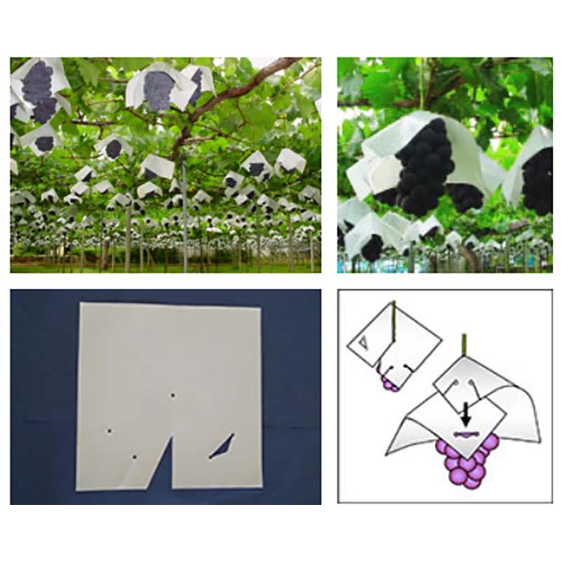 100枚 果実袋 ぶどう さし込みぶどう傘 乳白色 0.125×220×220mm ぶどう専用 ポリ傘 ワンタッチ サシコミ ブドウ 葡萄 柴 さしこみぶどう傘 ぶどう傘 タS DZ |  | 02