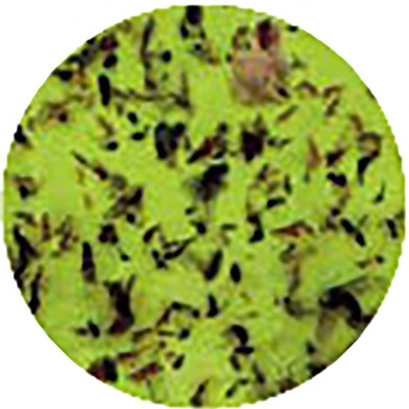 ムシポン捕虫紙 S-8 ムシポンポケット 専用捕虫紙 粘着剤 簡単 便利 カートリッジ式 朝日産業 オK 代引不可 |  | 02