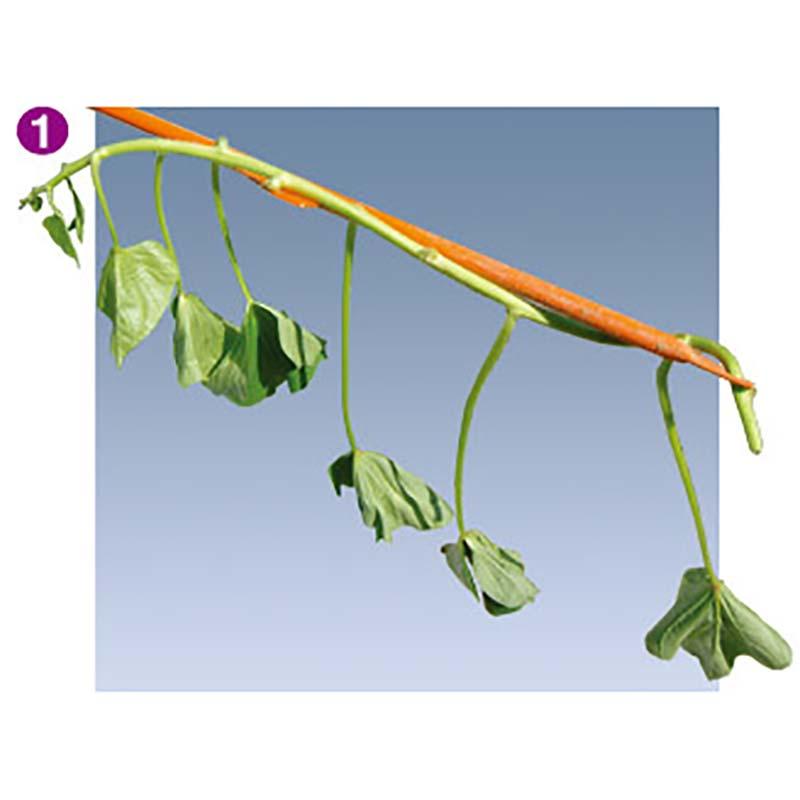 さすけ AP-02 リストループ付 かんしょ 芋づる 苗 植え付け 立ち 作業 サンエー 代引不可 |  | 02