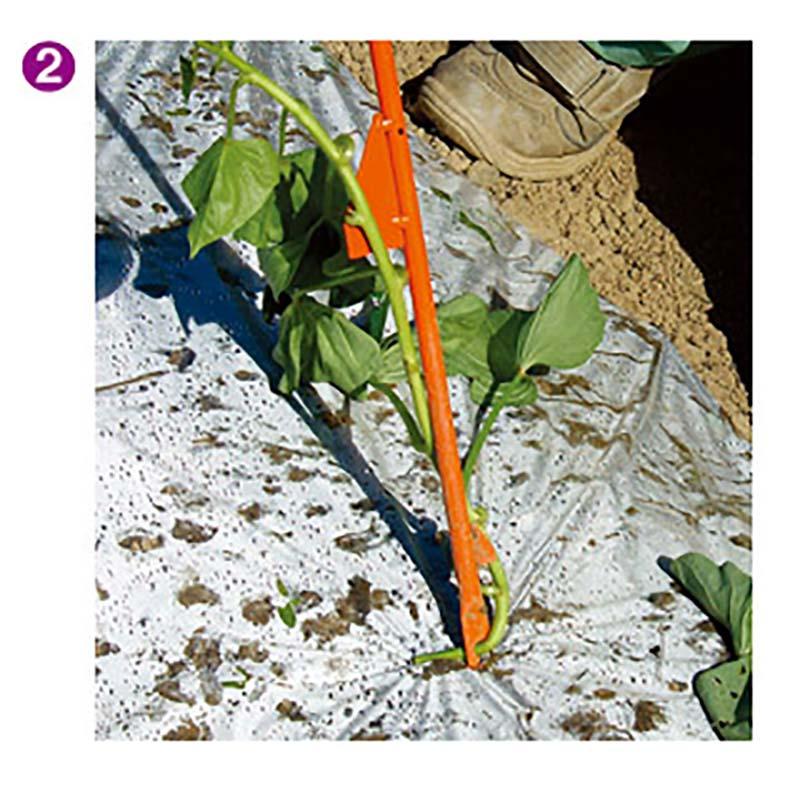 さすけ AP-02 リストループ付 かんしょ 芋づる 苗 植え付け 立ち 作業 サンエー 代引不可 |  | 03